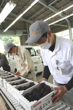 出荷作業の様子