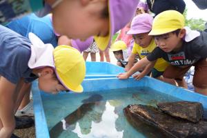 川の生き物を触ってみよう