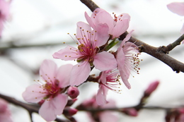 ハウス一面にはかわいらしい桃の花