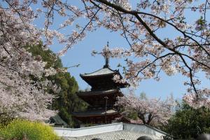 三重の塔と桜