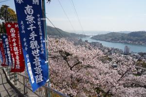 桜と尾道水道