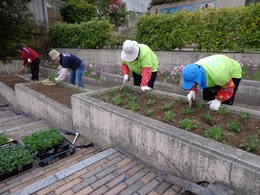 ガザニアの植え付け作業