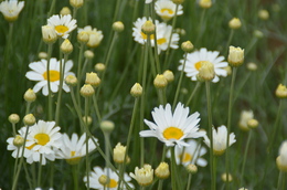 除虫菊