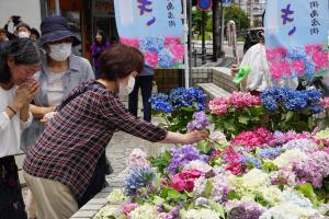 アジサイを献花する女性の写真
