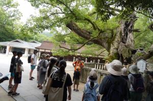 ご神木について説明を受けている参加者の写真