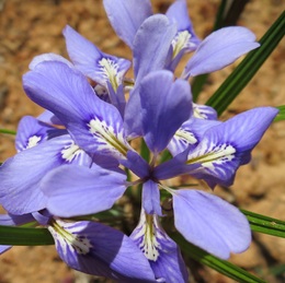 きれいな紫色の花を咲かせます。