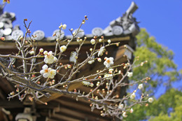 境内に咲いた梅の花。