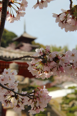 ほぼ満開の桜でした。（西國寺）