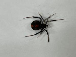 セアカゴケグモの写真