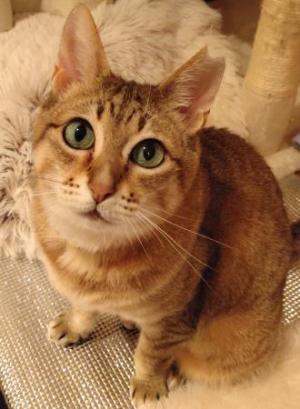 ねこ