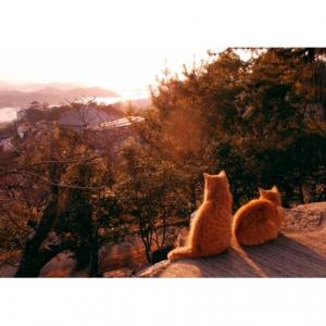 猫